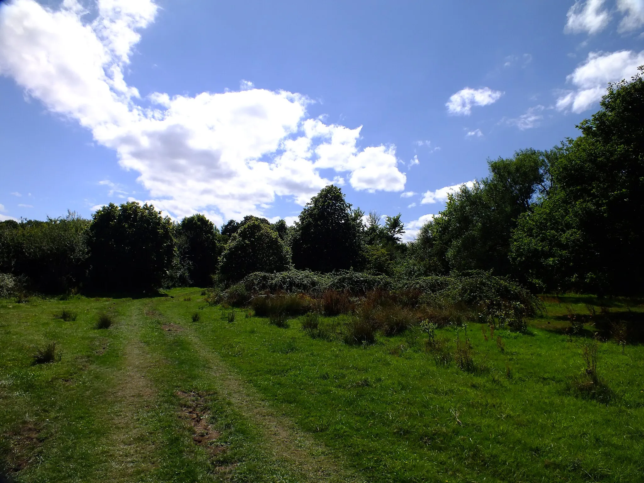 Photo showing: Alners Gorse Butterfly Reserve