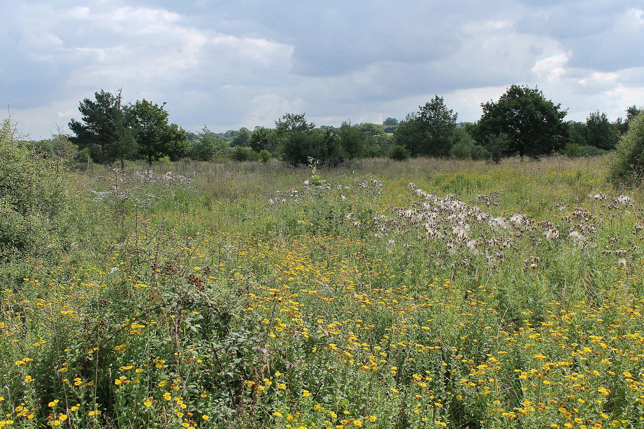 Photo showing: A sea of late August flowers - Thistles and Fleabane, Sneezewort and Knapweed - in the Alner's Gorse Butterfly Reserve at Hazelbury Bryan.