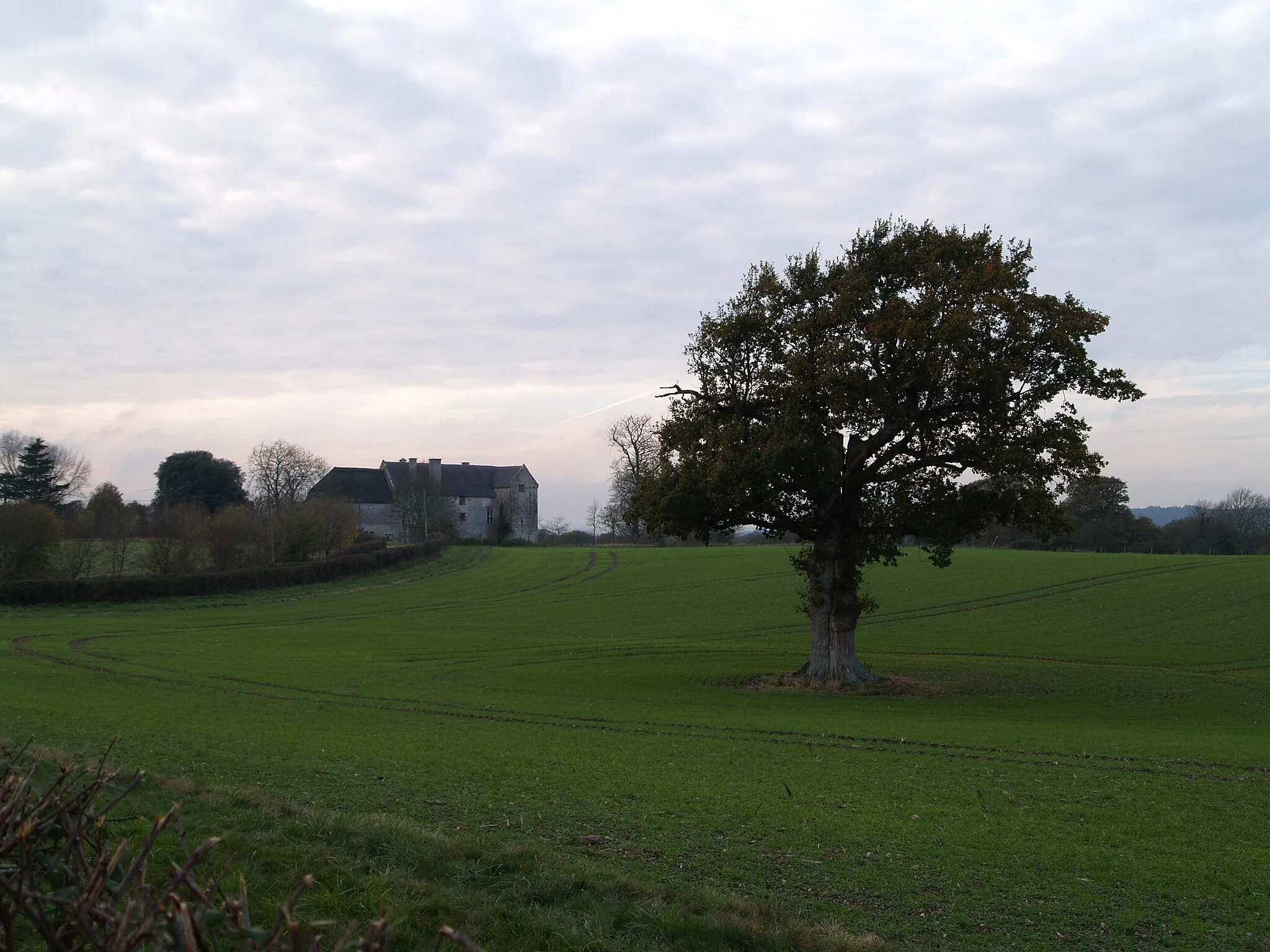 Photo showing: Tree in field