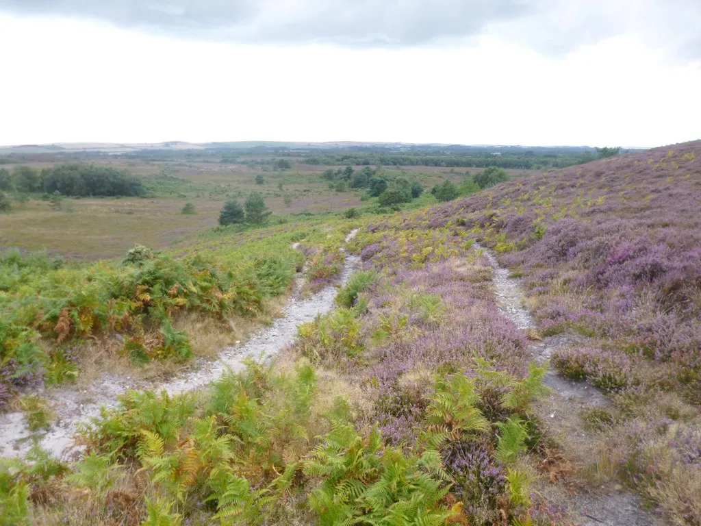 Photo showing: Winfrith Heath, track