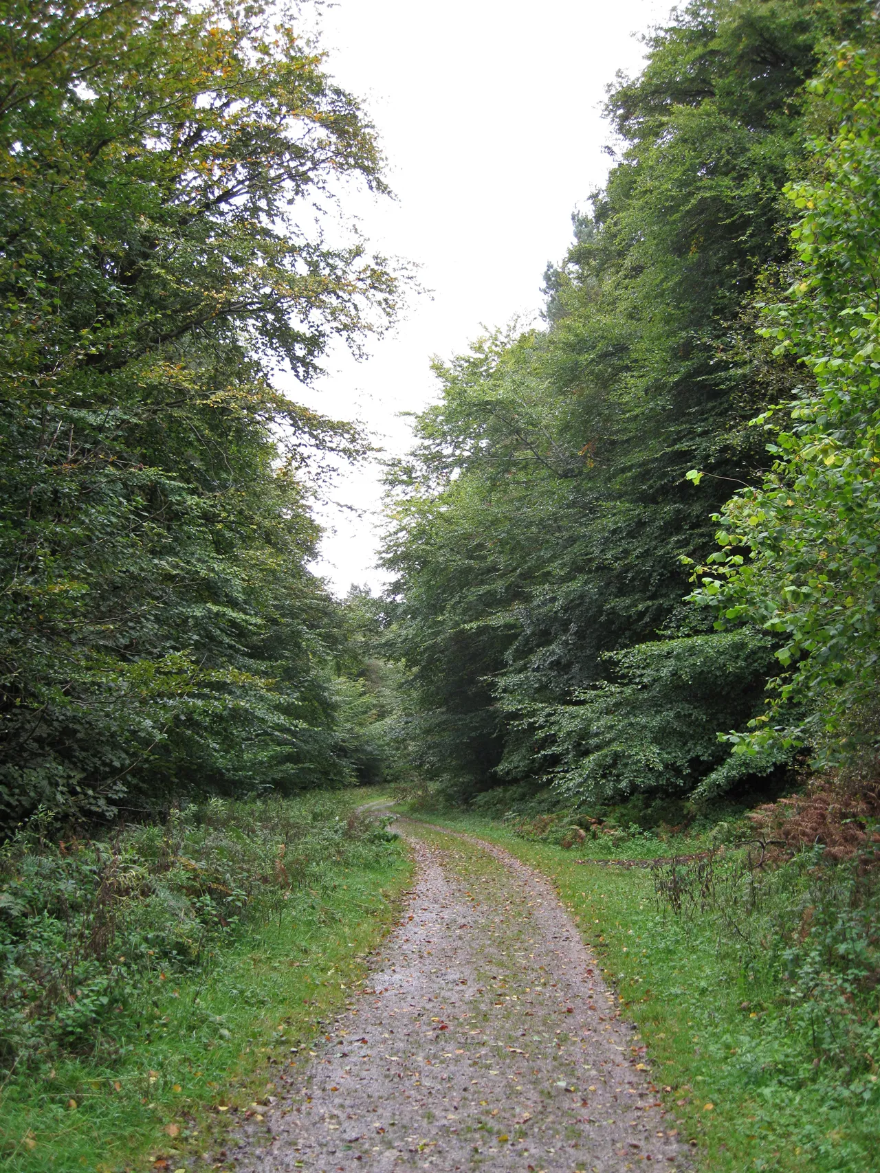 Photo showing: Track through Wootton Hill Plantation