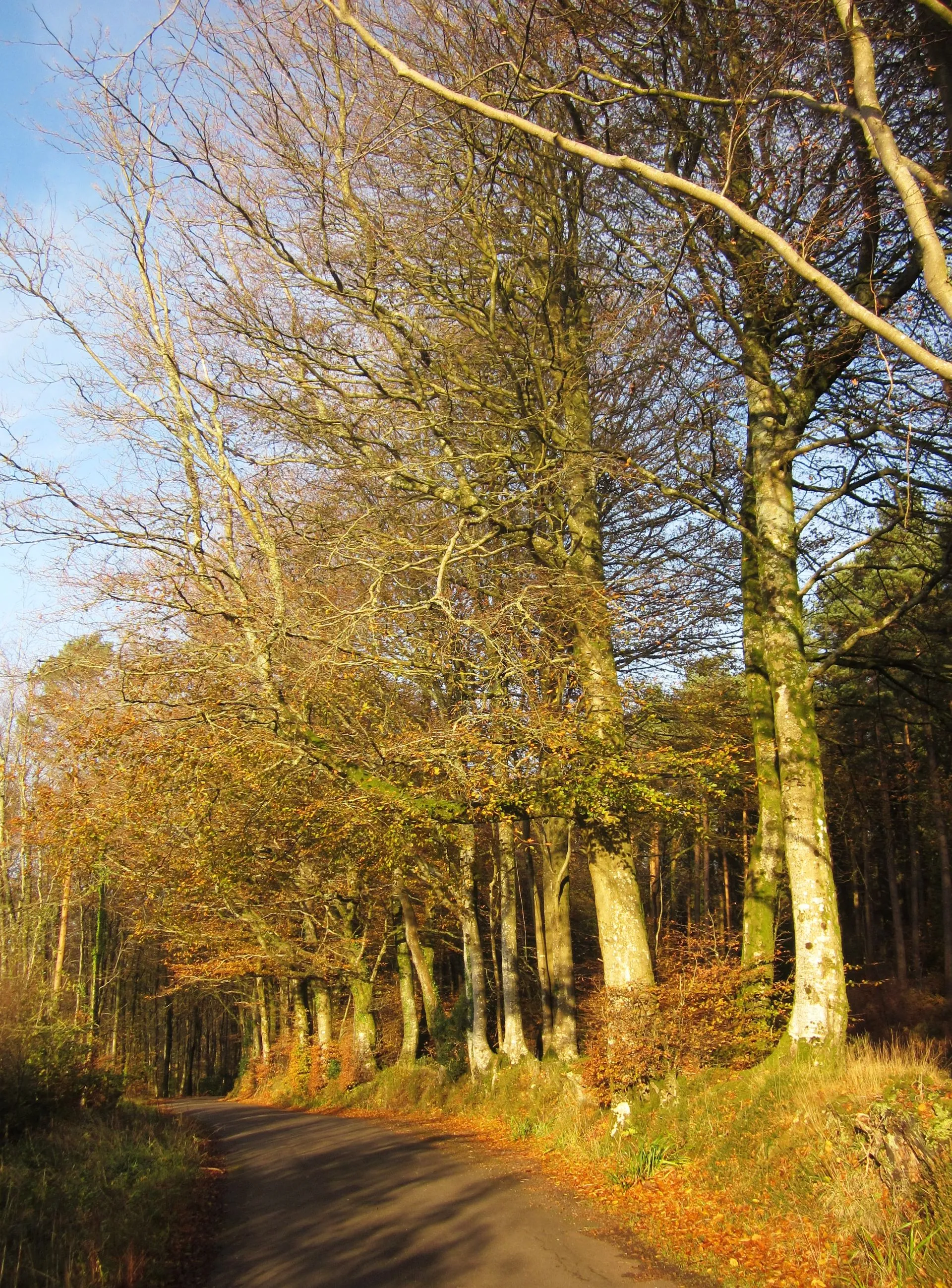 Photo showing: Champernhayes Lane