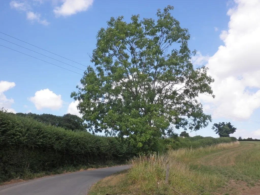 Photo showing: Adam's Lane