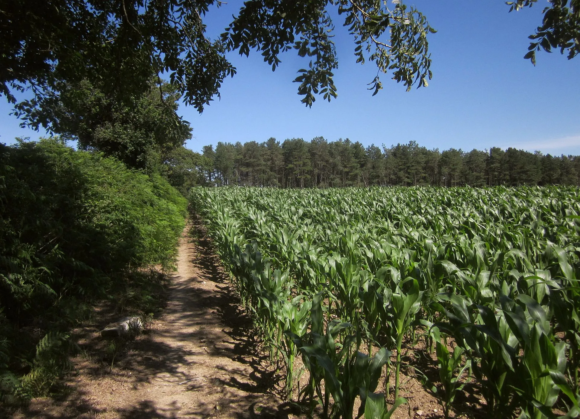 Photo showing: Maize, Whitty Hill
