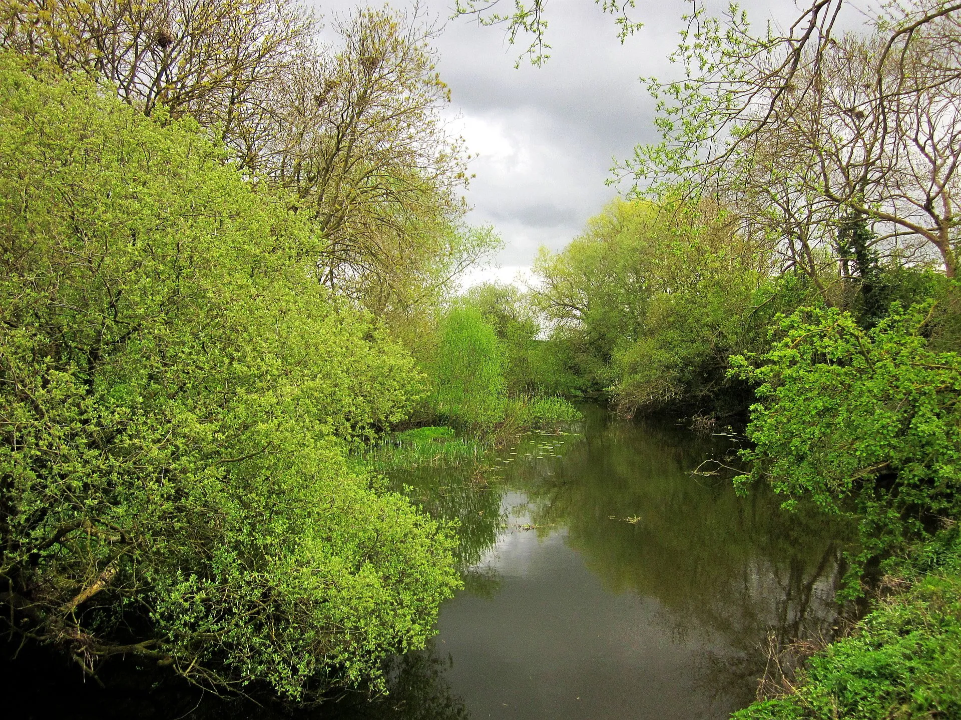 Photo showing: Backwater, King's Sedgemoor Drain