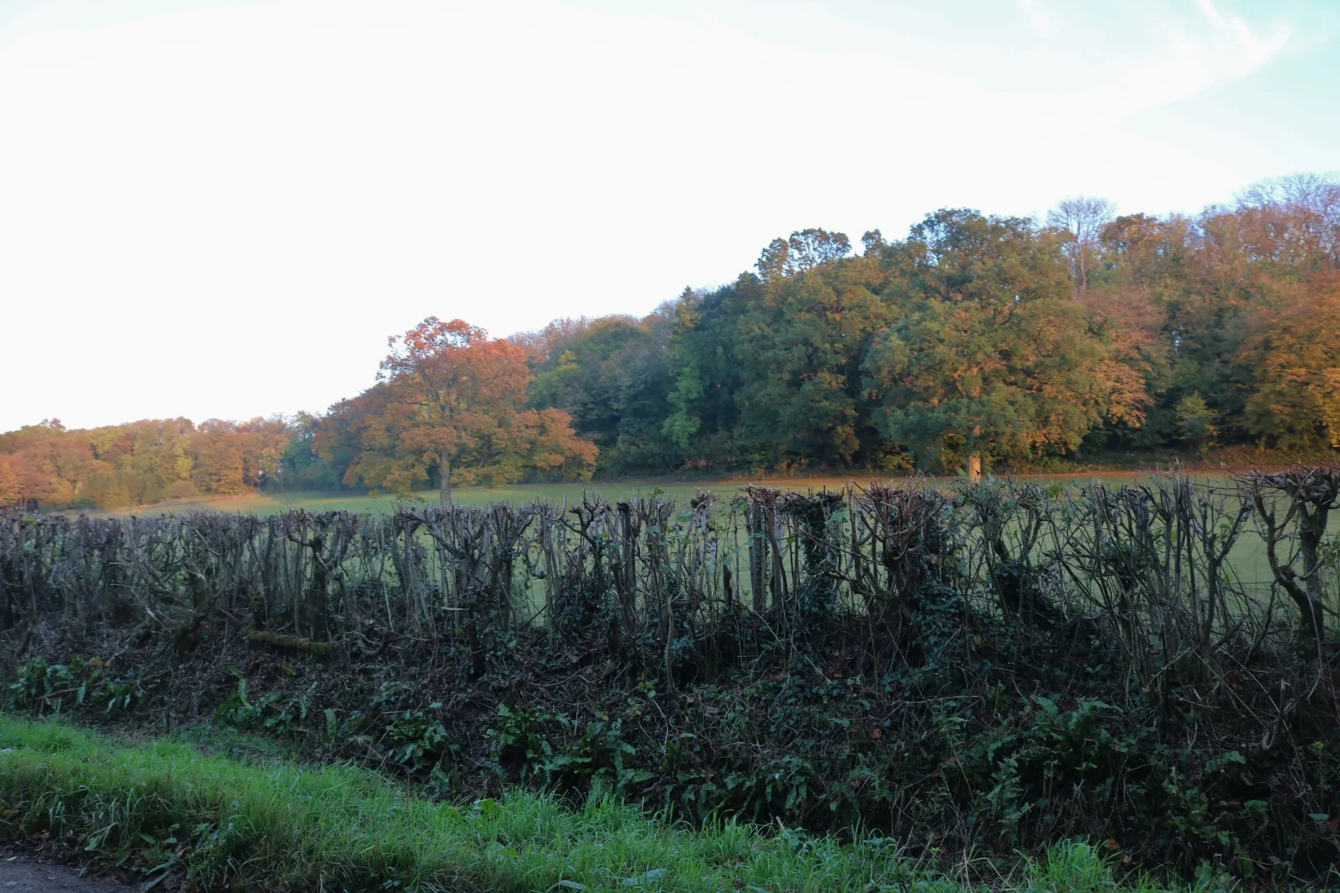 Photo showing: Fields by Cattle Hill, Yarlington