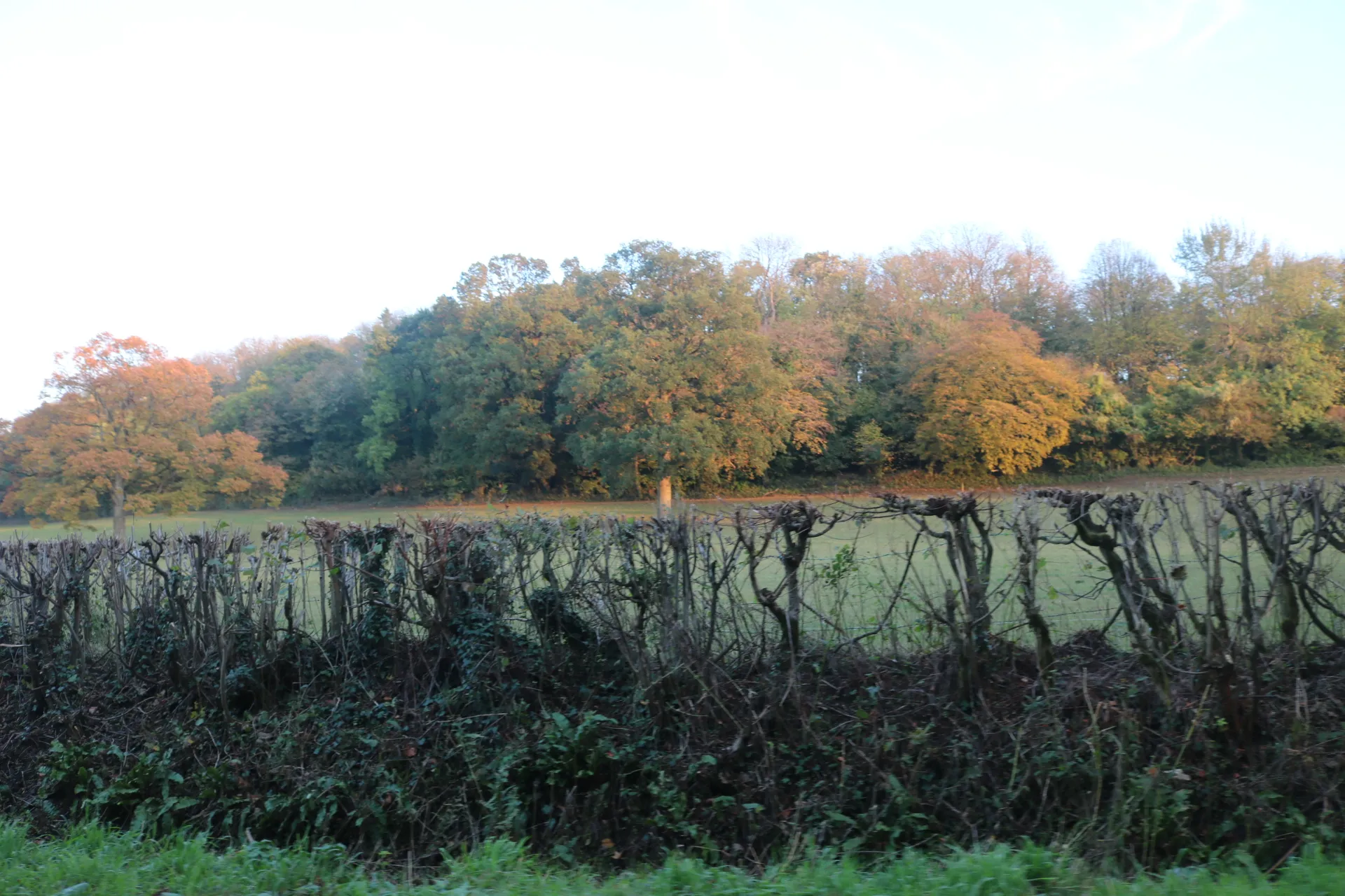 Photo showing: Fields by Cattle Hill, Yarlington