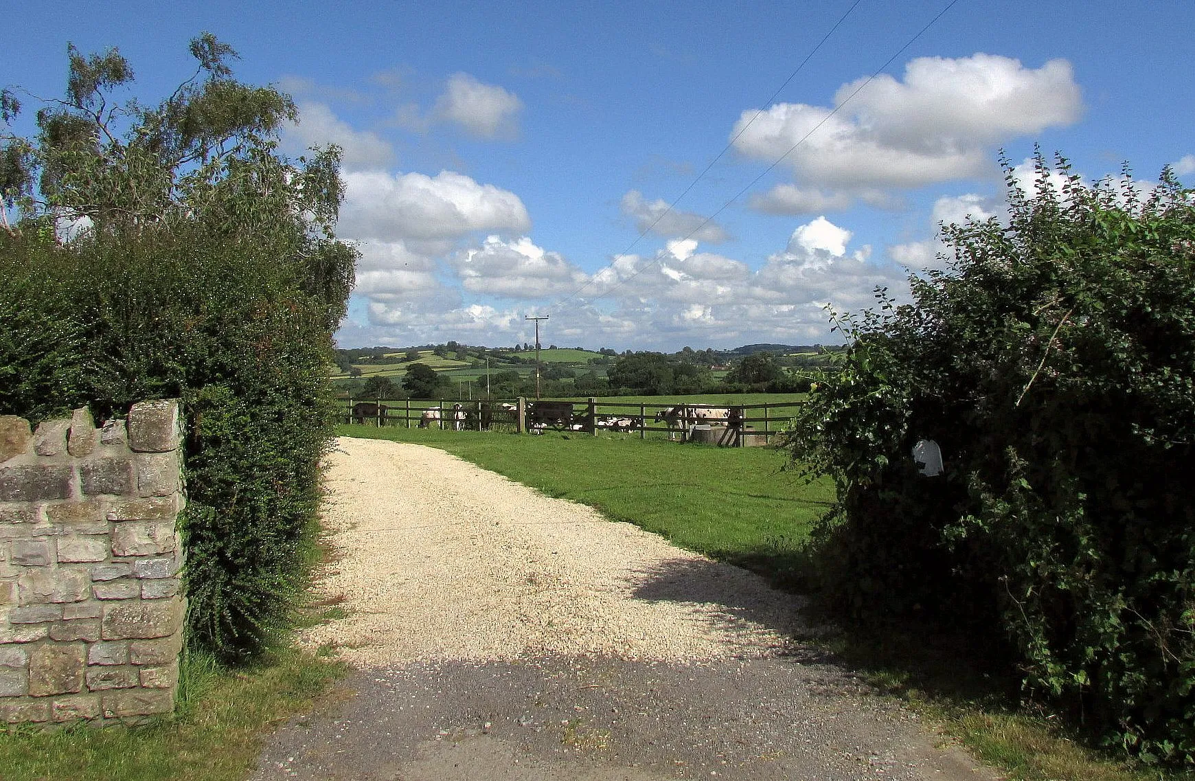 Photo showing: Cattle, Fir Tree Farm