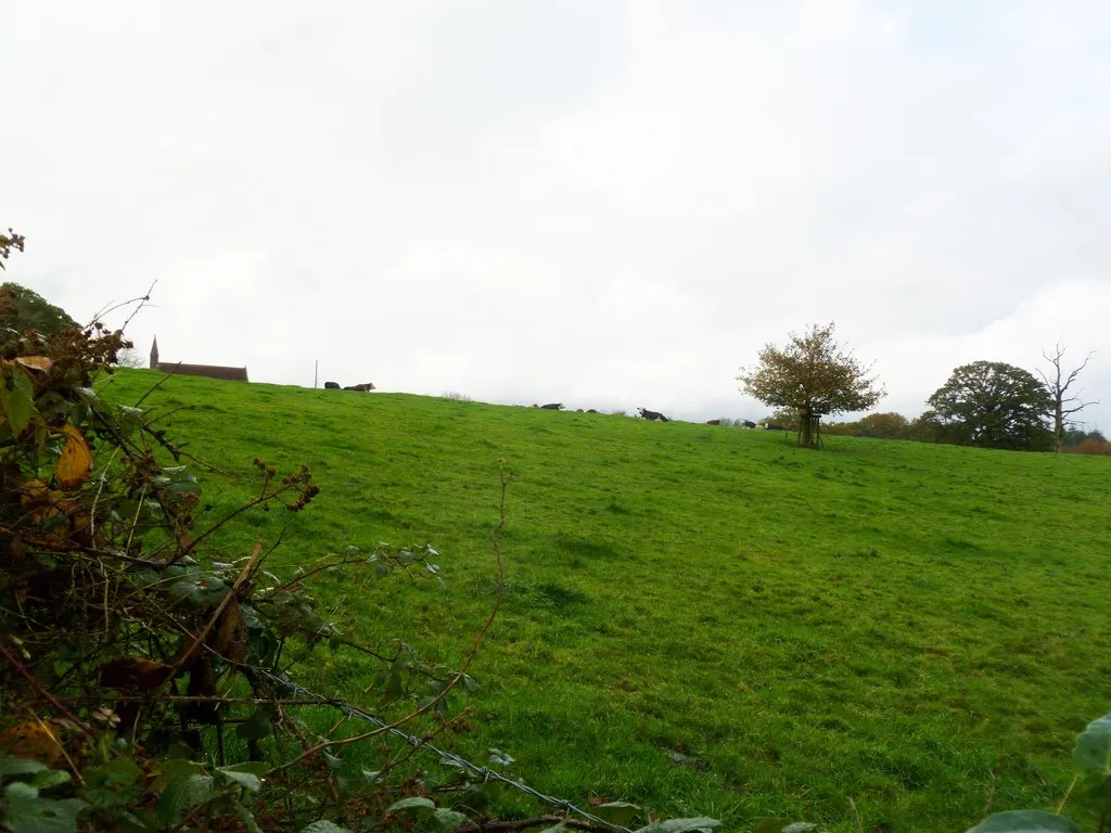 Photo showing: Gare Hill, cattle grazing