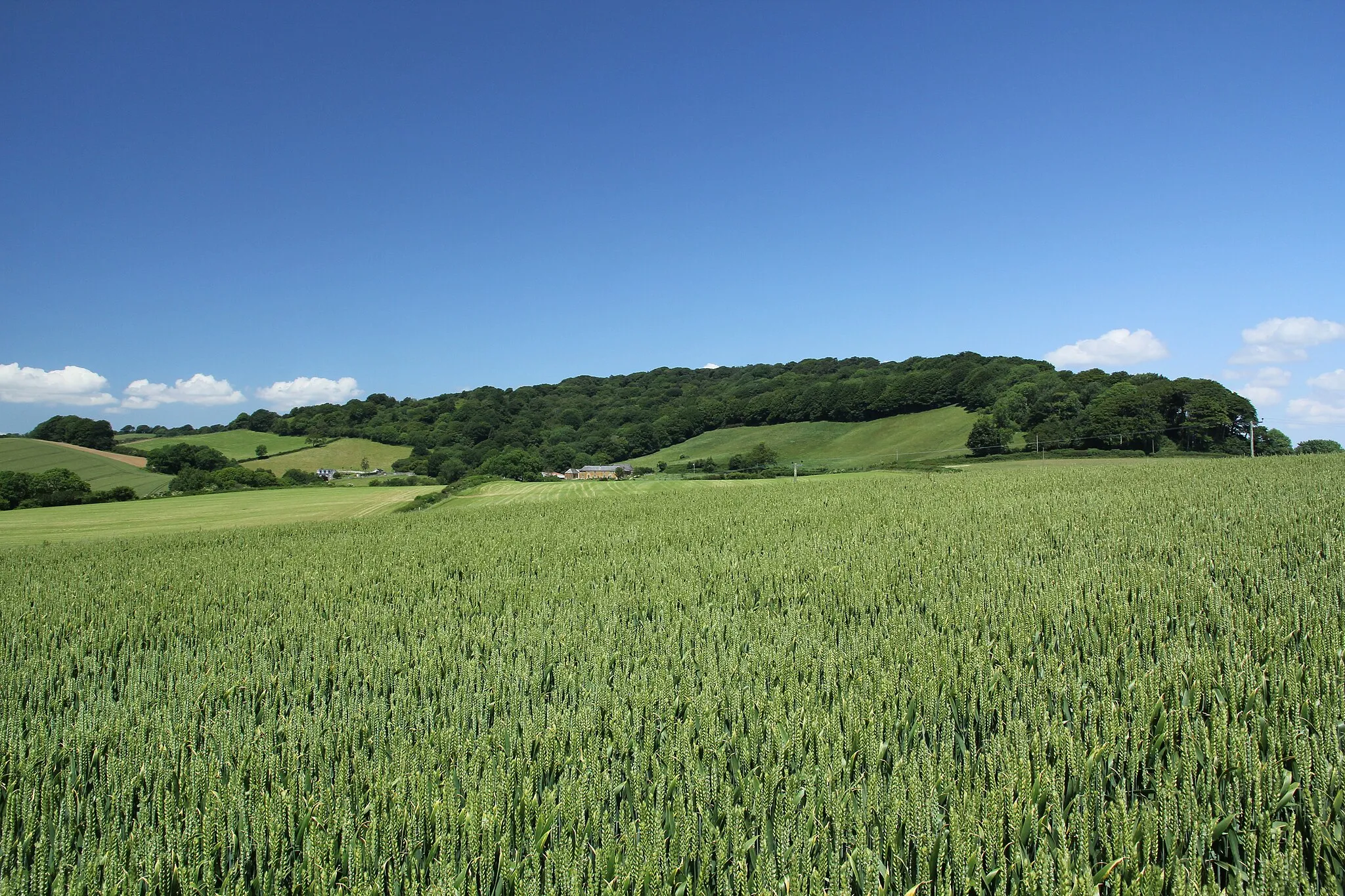 Photo showing: Lewesdon Hill from the south