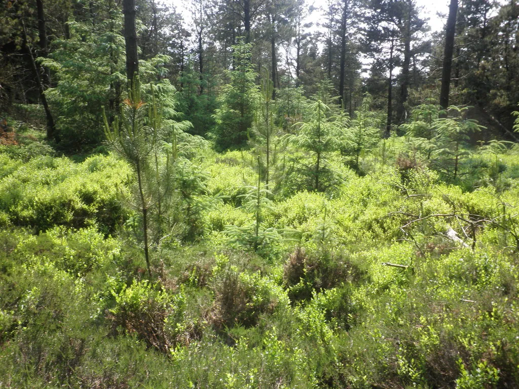 Photo showing: Forest clearing on Croydon Hill