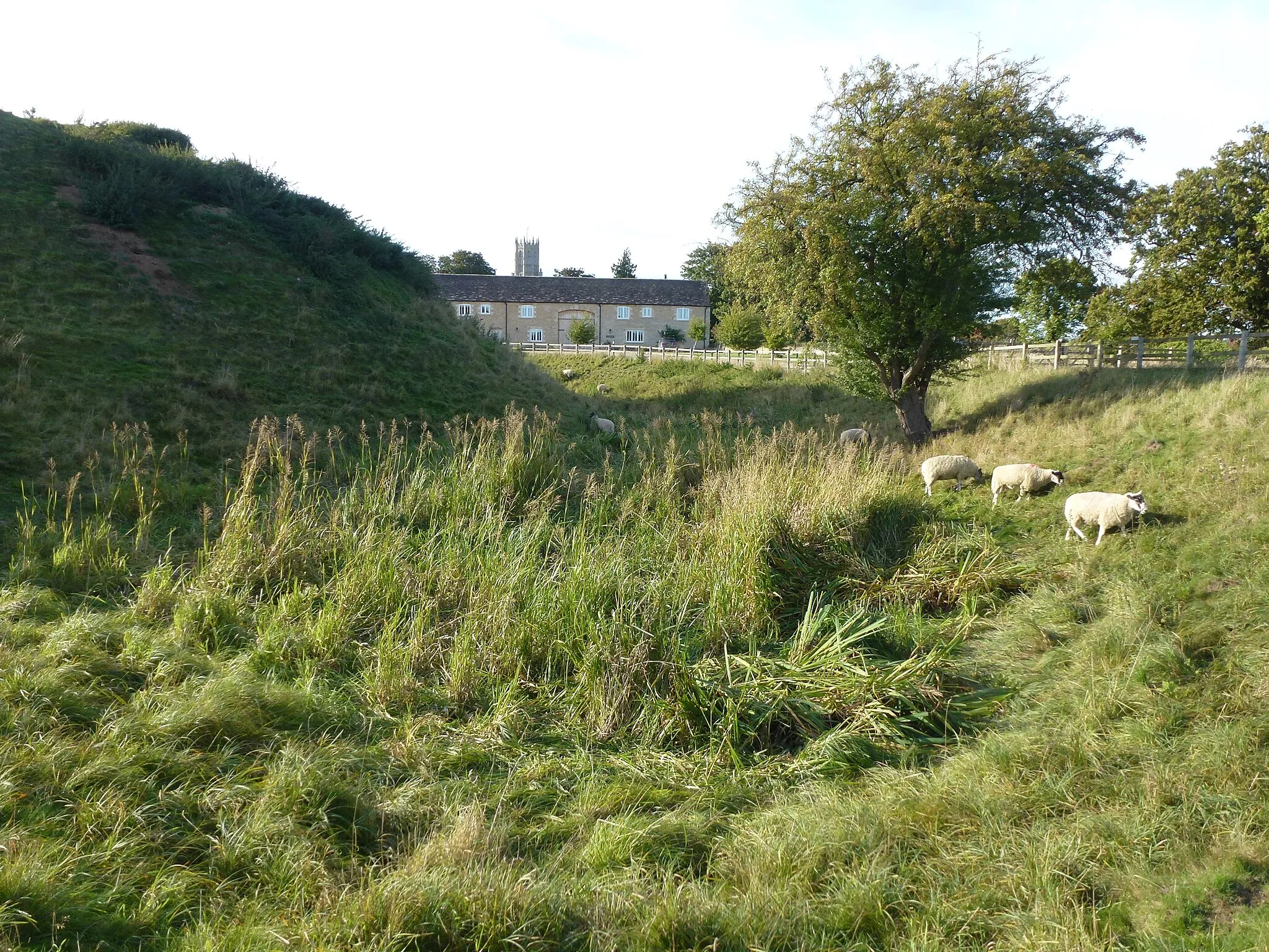 Photo showing: Sheep in the castle moat, Fotheringhay