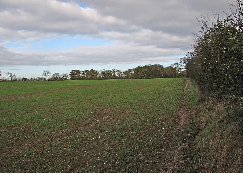 Photo showing: An autumn-sown field