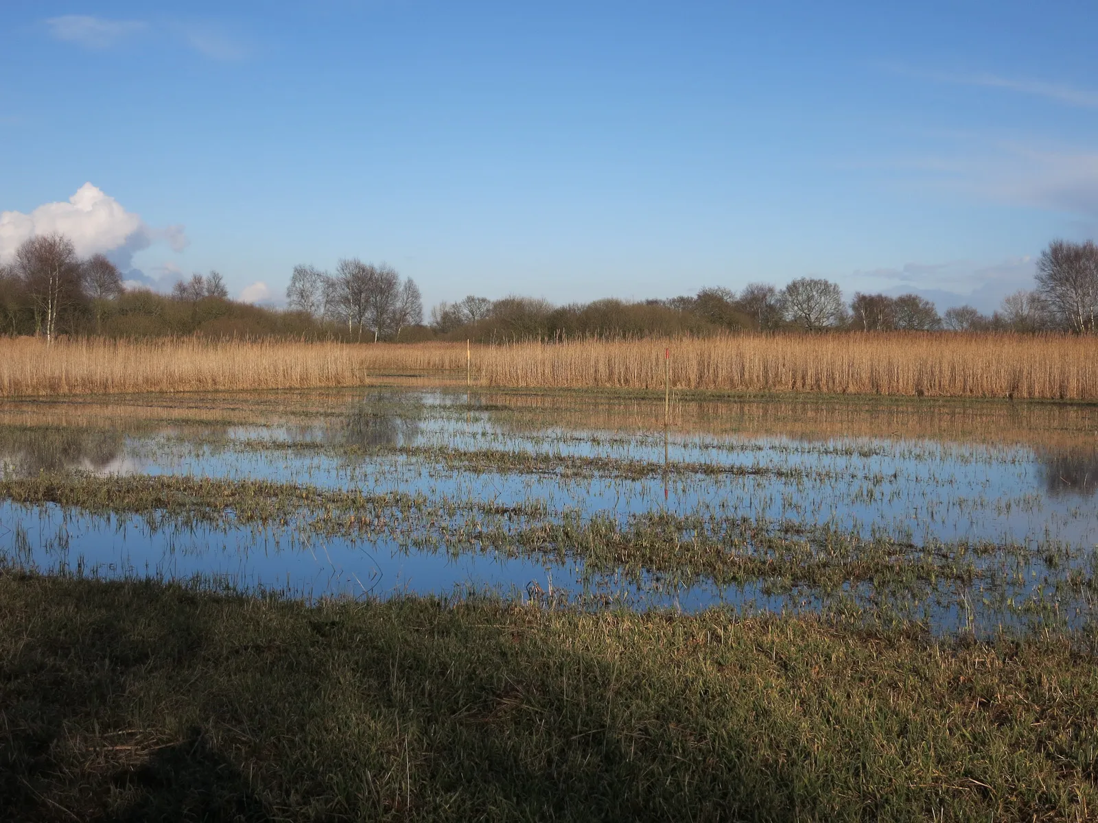 Photo showing: Cut area, Woodwalton Fen