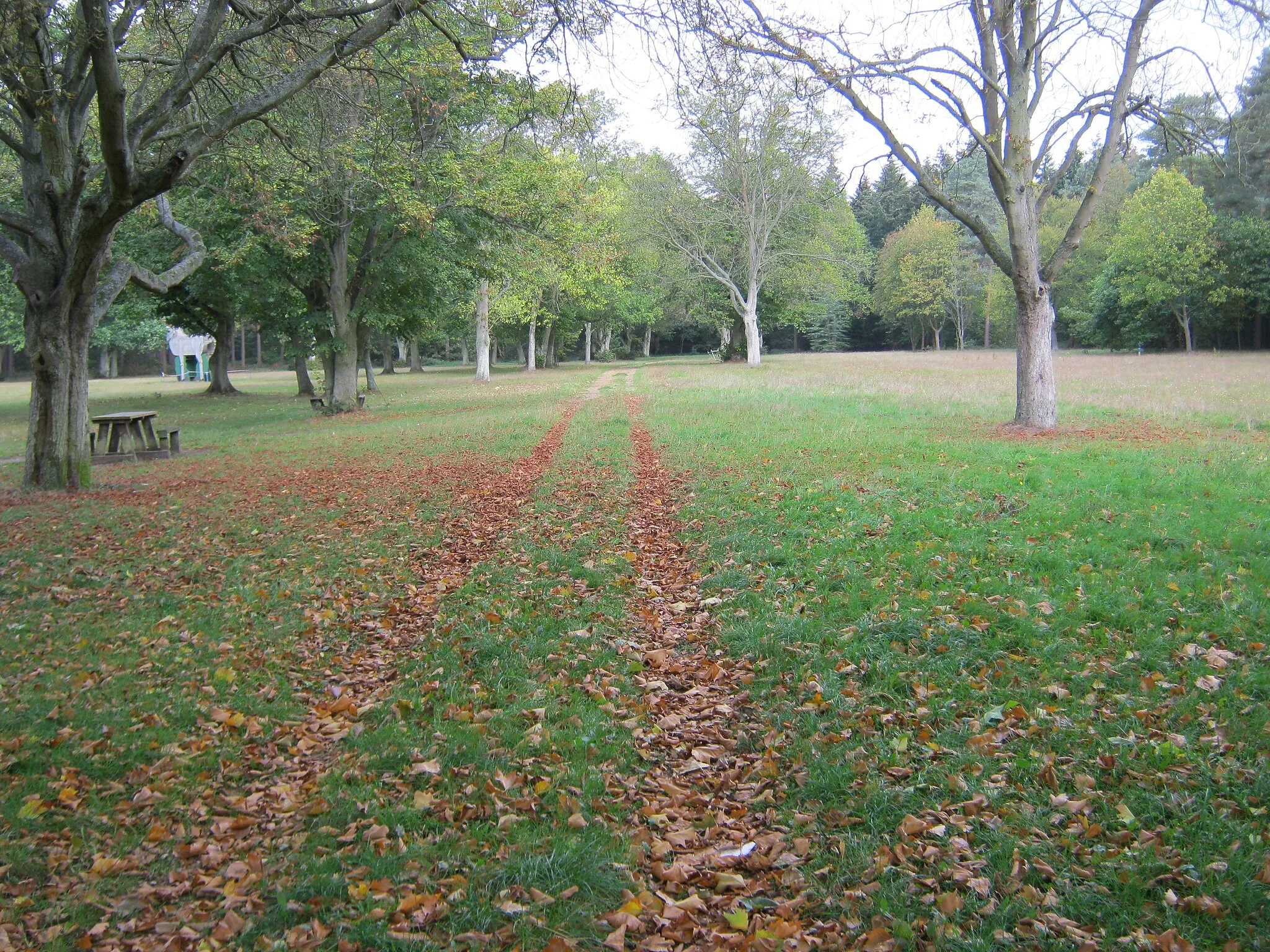 Photo showing: A path through an avenue of Lime Trees in Lynford Stag Picnic Area