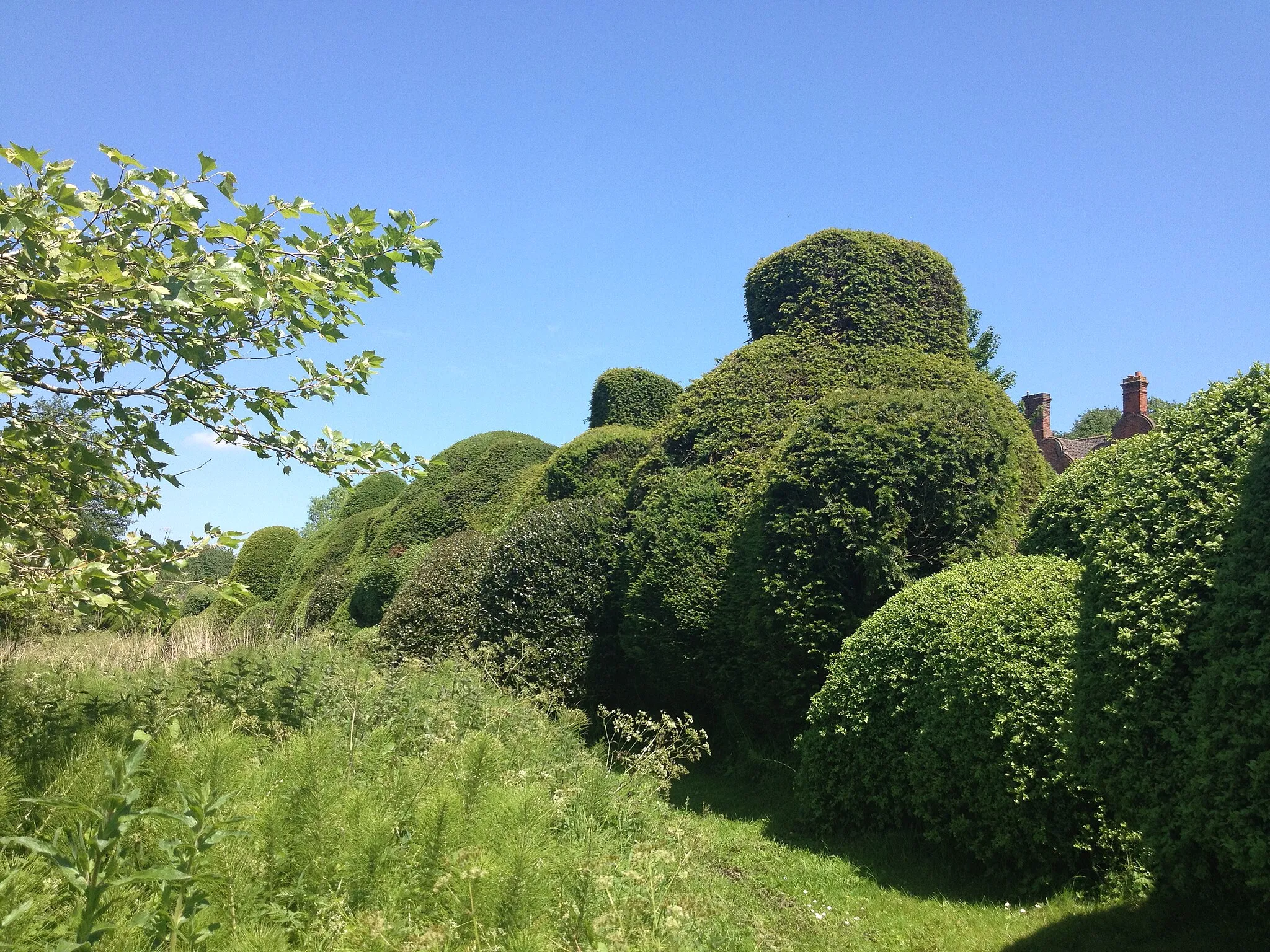 Photo showing: Amazing hedge -  Swannington Manor