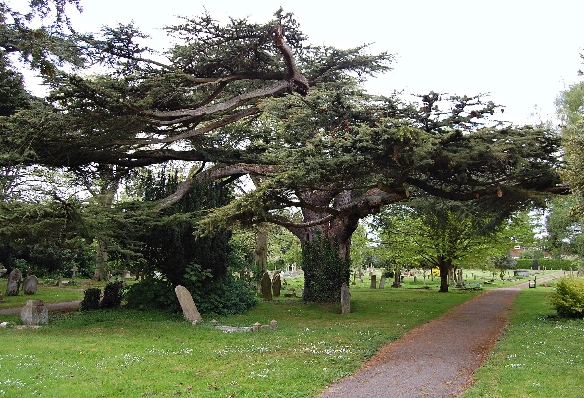 Photo showing: Old Cedar