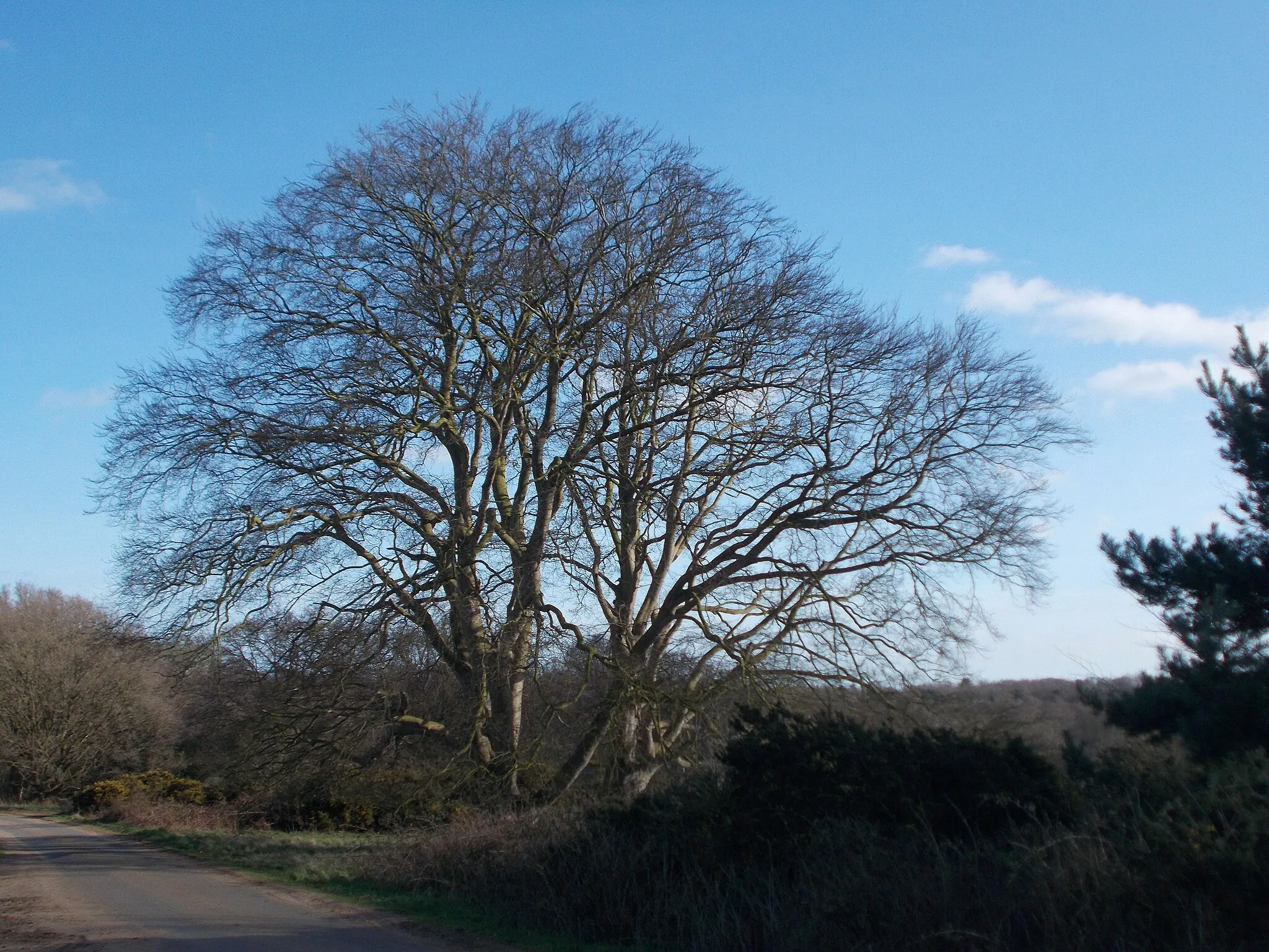 Photo showing: Two beech trees surviving from one of the quincuncial 'Clumps' planted as an avenue near Butley Priory, in March.
