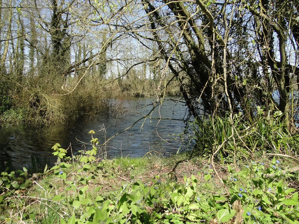 Photo showing: A small part of the mill pond at Butley Mill
