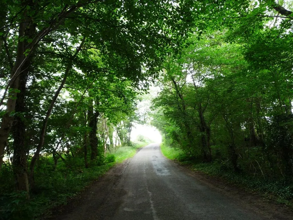 Photo showing: A tunnel of trees on the road to Blatherwycke
