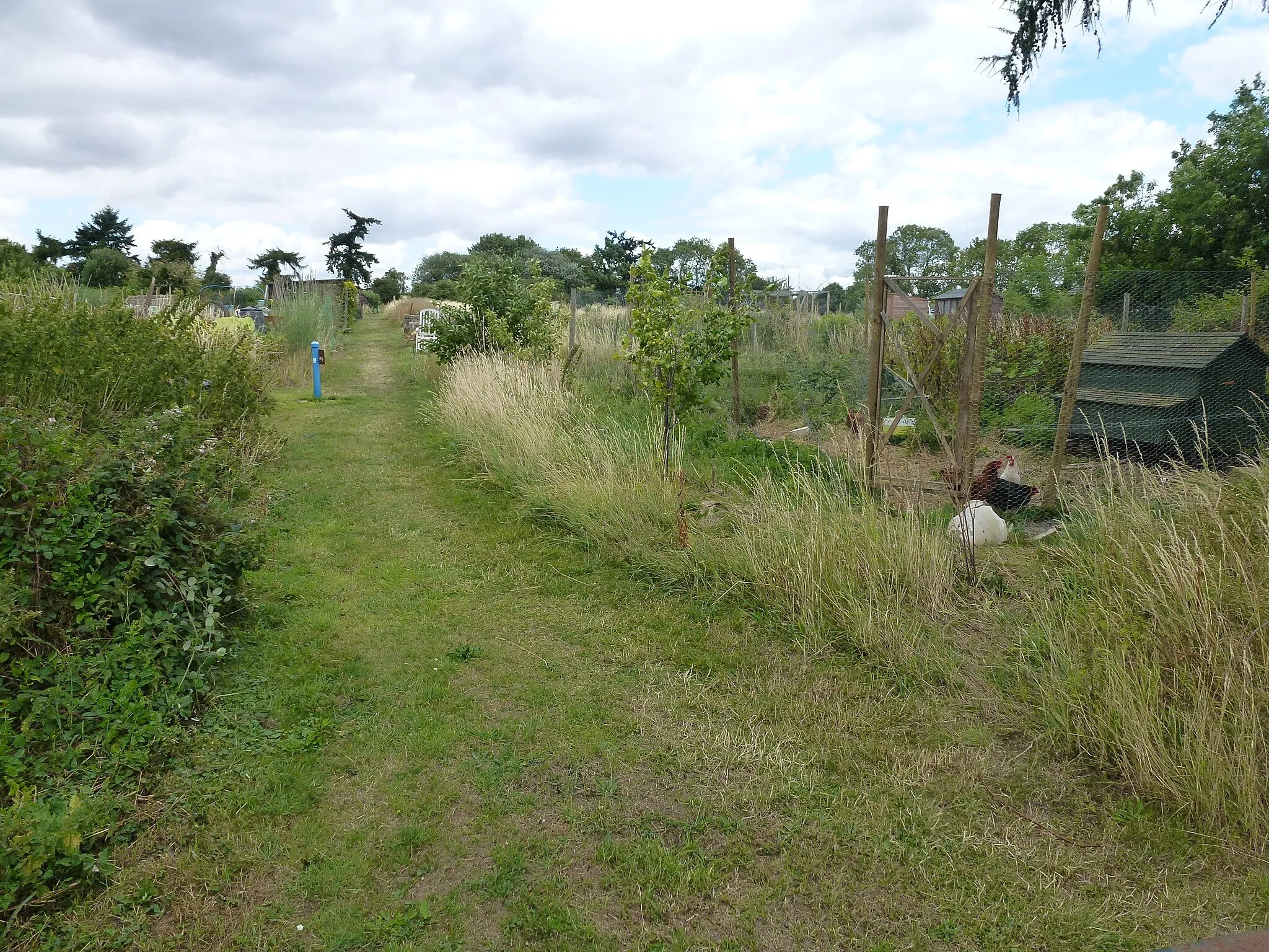 Photo showing: Allotments and free range chickens in Woodnewton