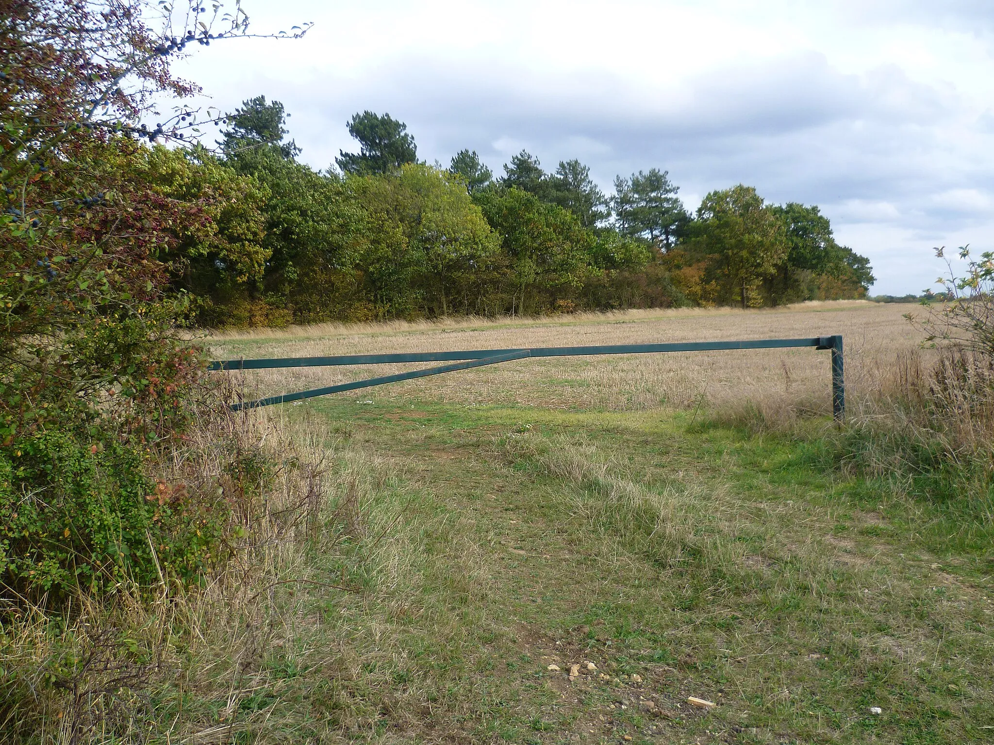Photo showing: Cabbagehill Wood