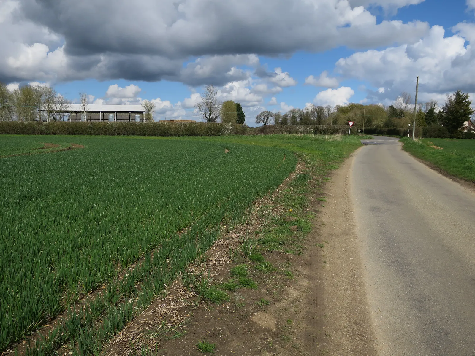 Photo showing: Road to Letton Green