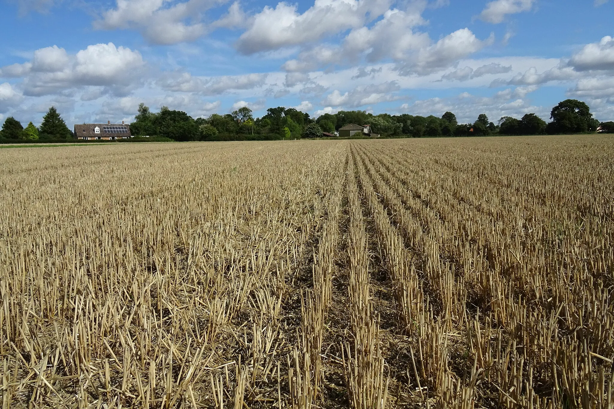 Photo showing: Harvested wheat field at Harleston