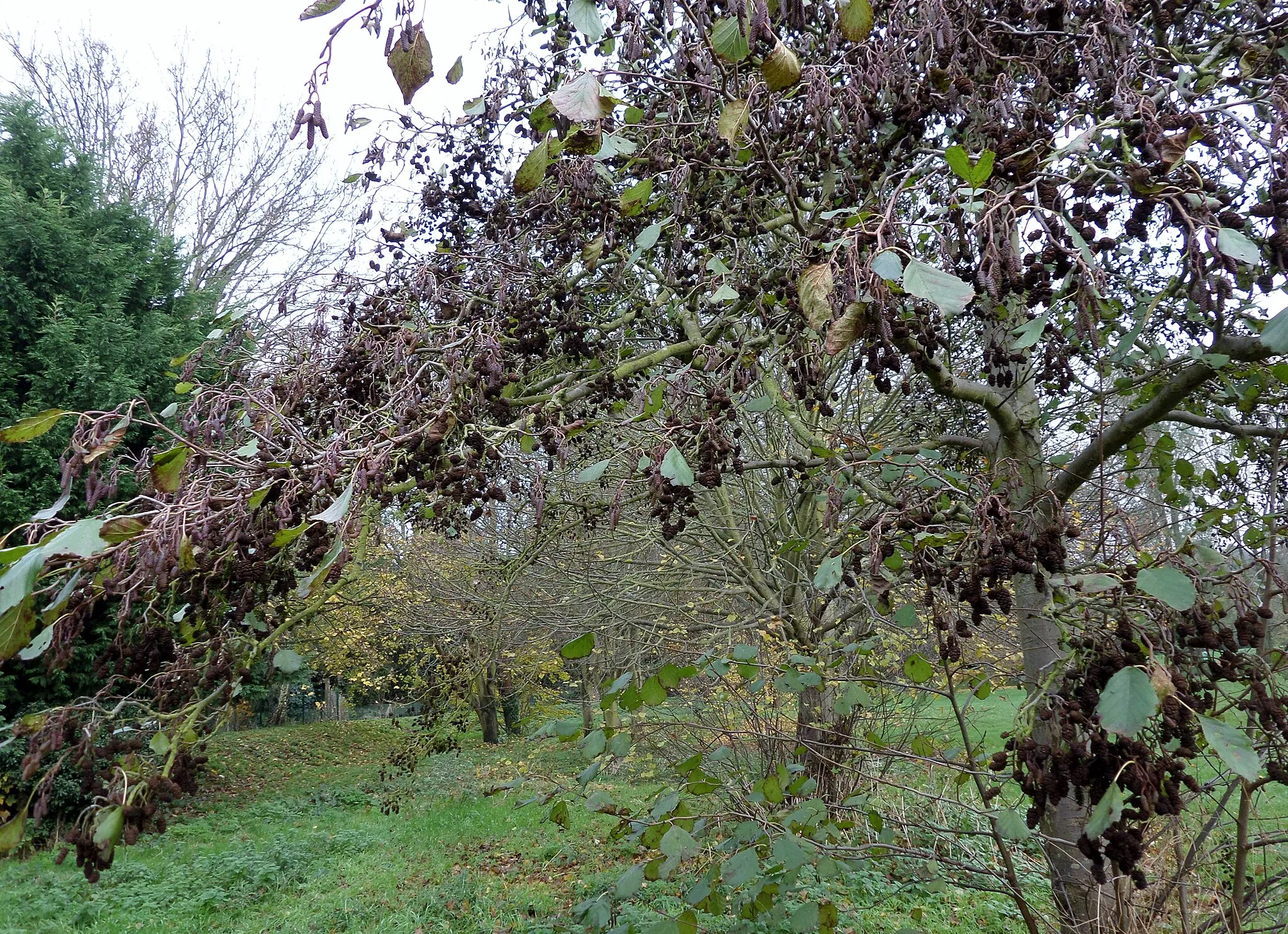 Photo showing: An Alder (Alnus glutinosa) with an exceptionally heavy crop of pseudocones and seeds, Houghton Mill, Cambridgeshire, England.
