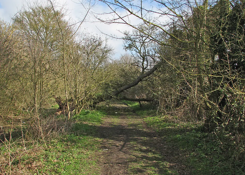 Photo showing: A fallen tree on Mere Way