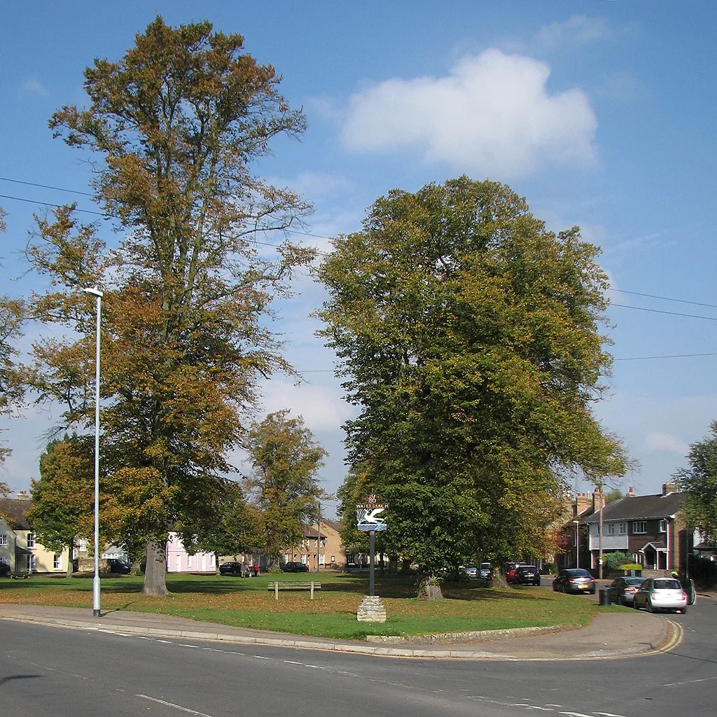 Photo showing: Waterbeach: tall trees on The Green