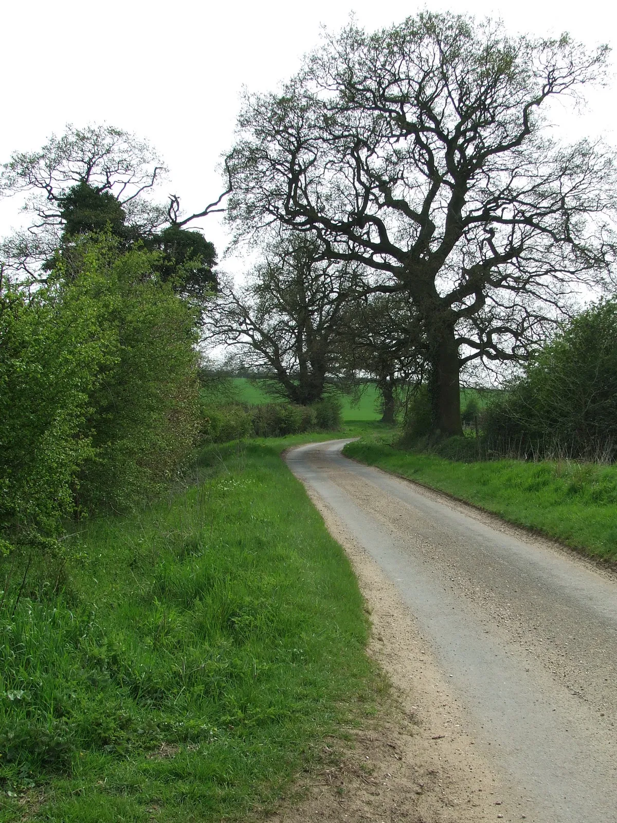 Photo showing: A Suffolk Lane