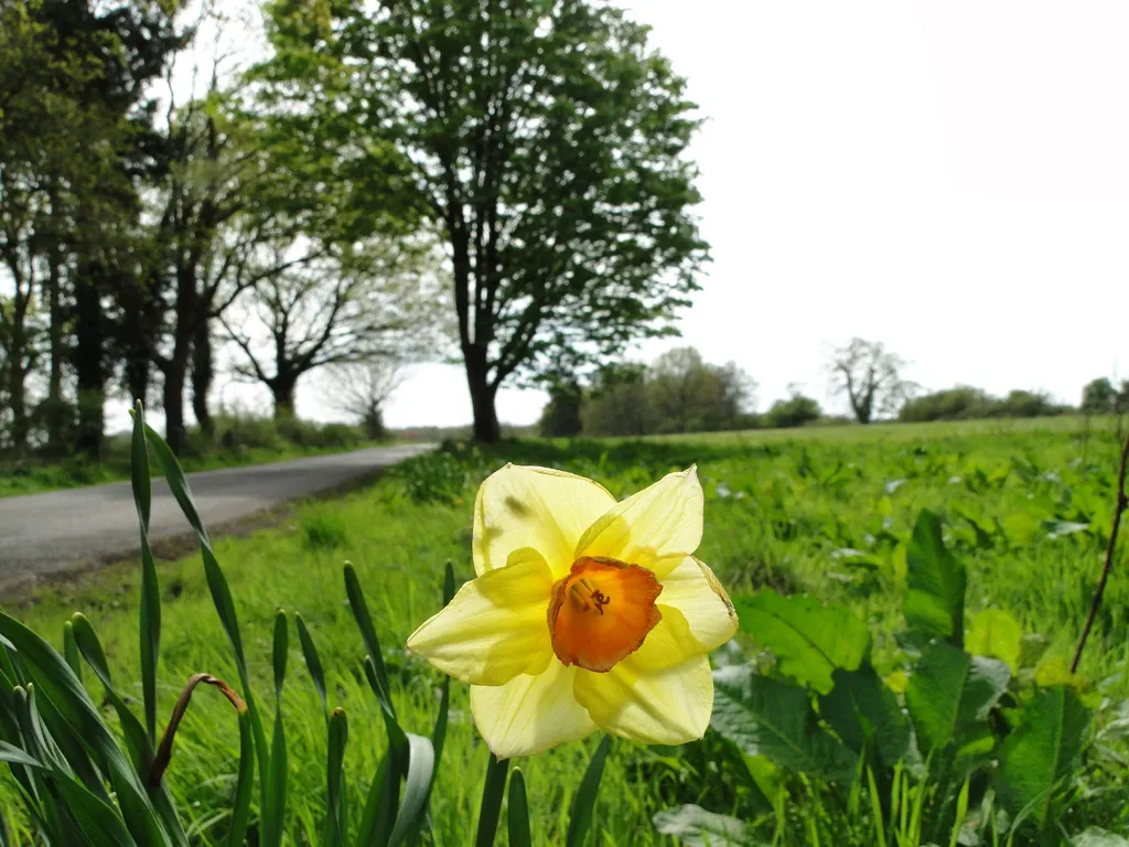 Photo showing: A late narcissus by the roadside