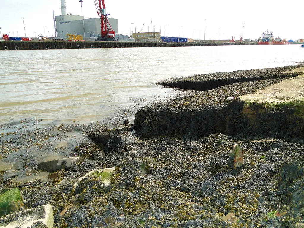 Photo showing: Seaweed on the riverbank at Gorleston