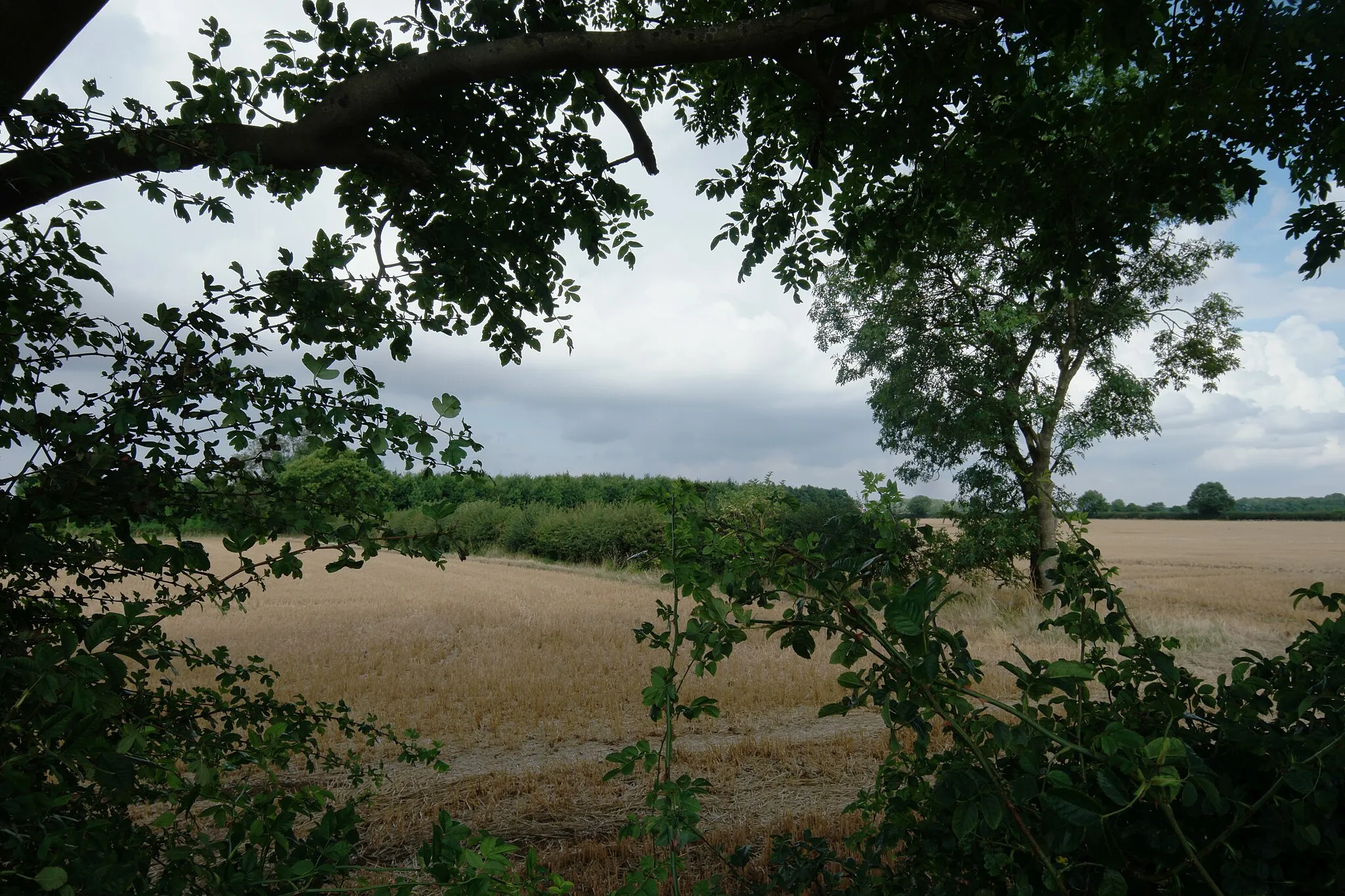 Photo showing: A peek over the hedge