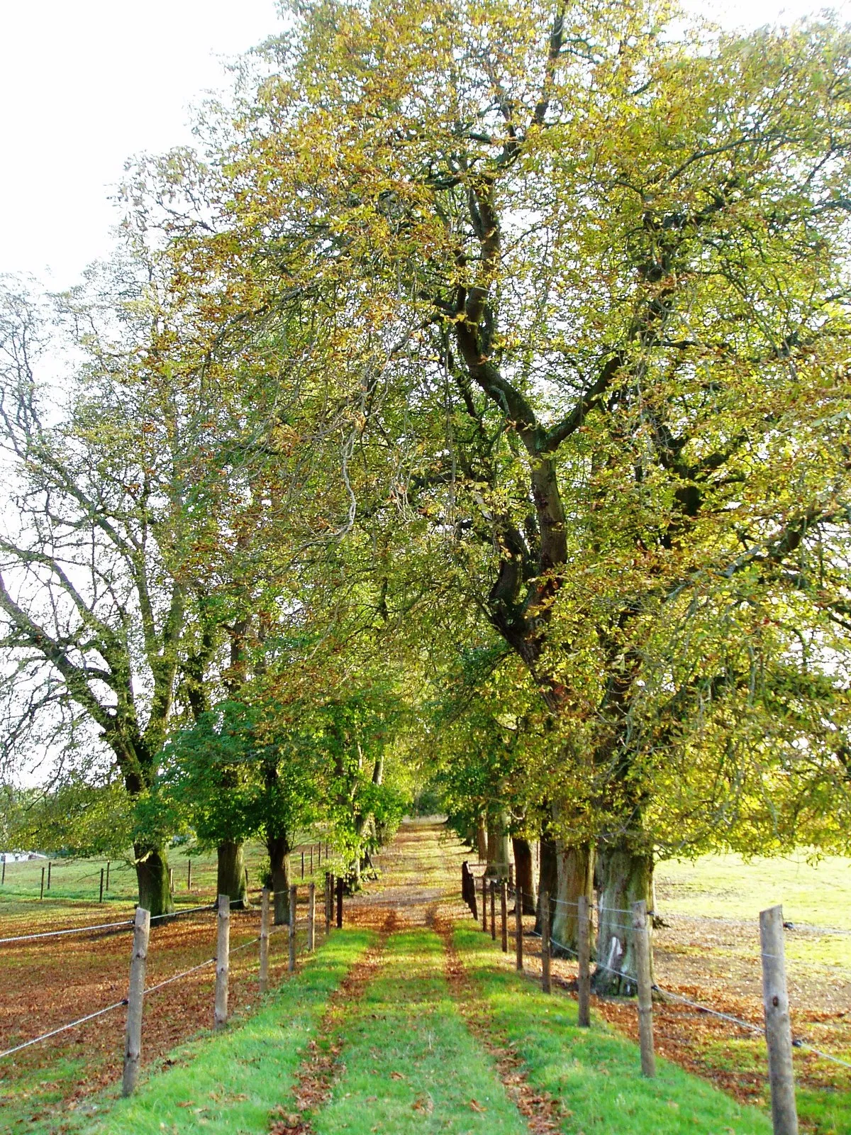 Photo showing: Avenue of trees at (site of) Camois Hall, Woodditton