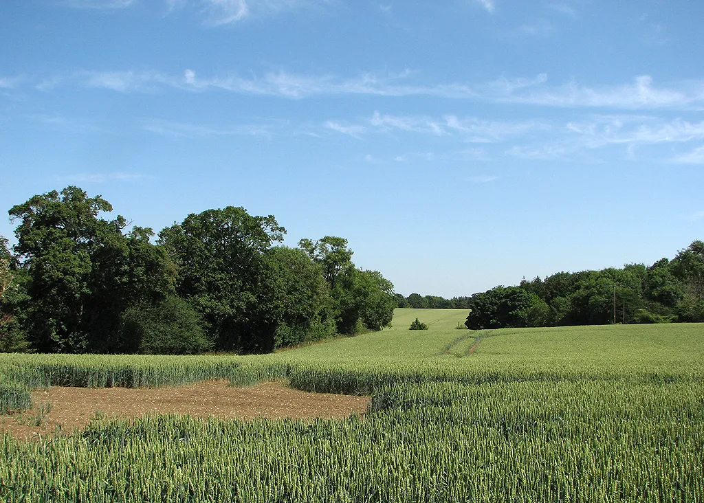 Photo showing: A gap in the wheat