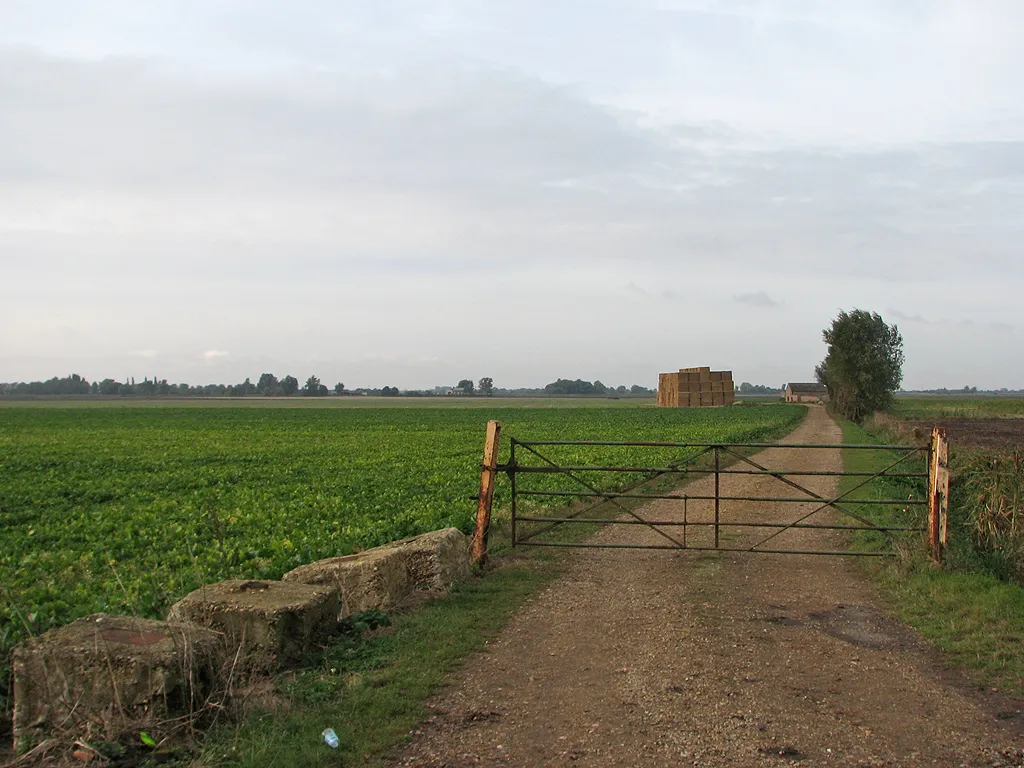 Photo showing: A farm track on Ewell Fen