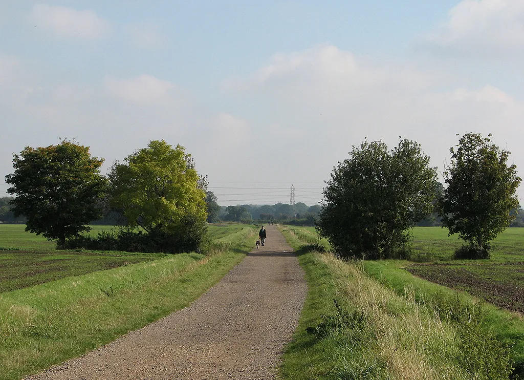 Photo showing: A man, a dog and four trees by a ditch