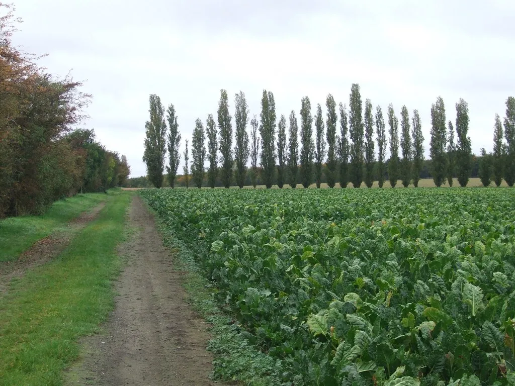 Photo showing: Belt Of Trees