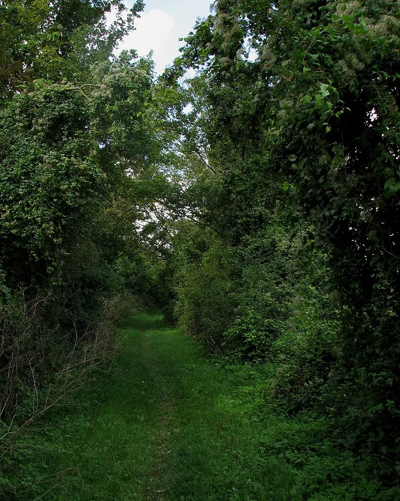 Photo showing: A wooded section of Cow Lane
