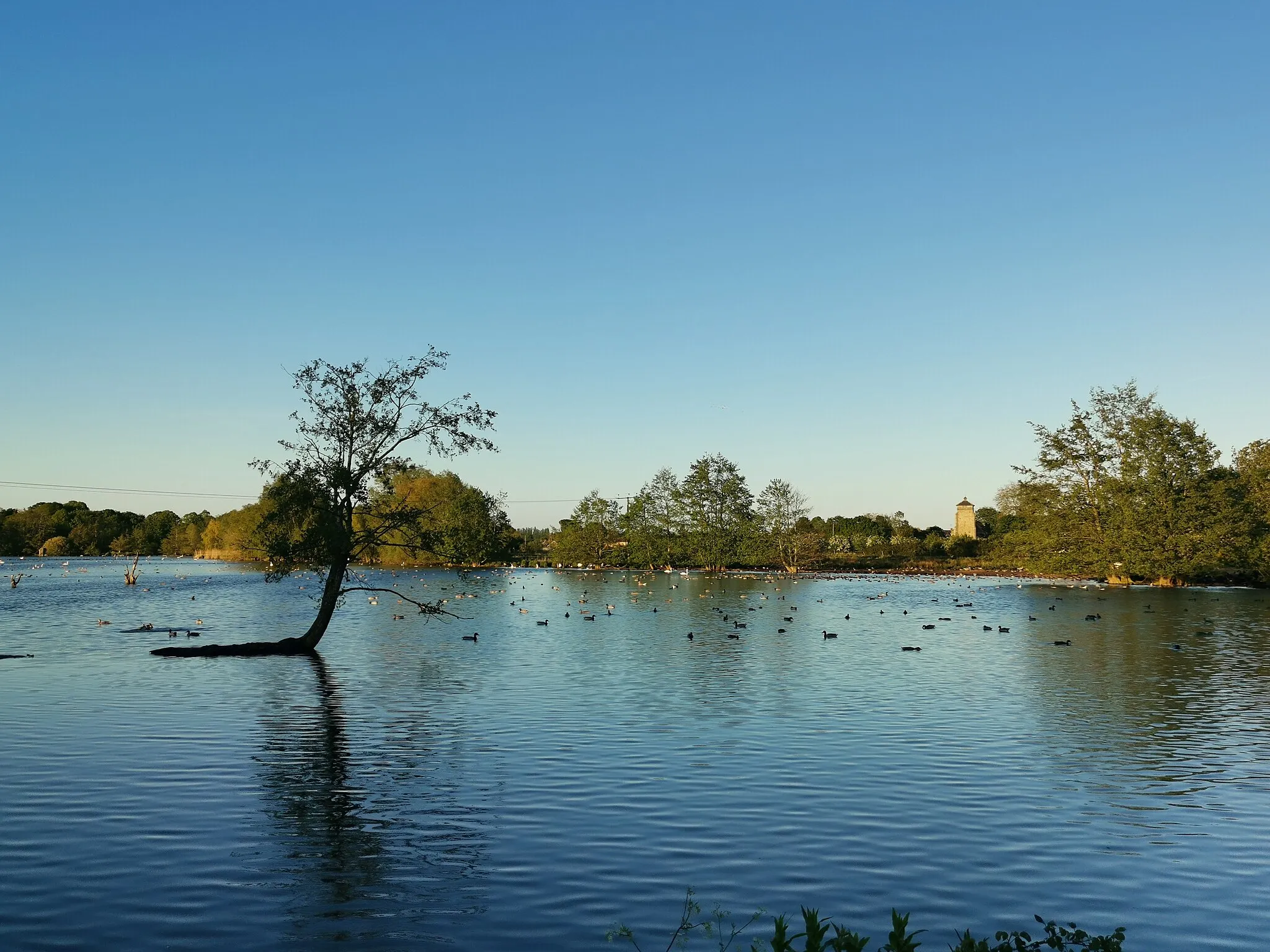 Photo showing: Ampton water, towards Gt Livermere