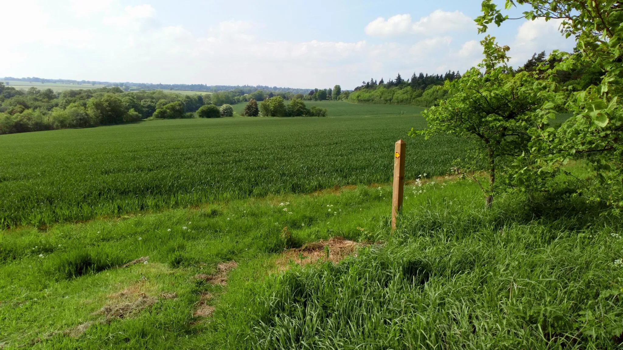Photo showing: Crop Field Near Little Welnetham
