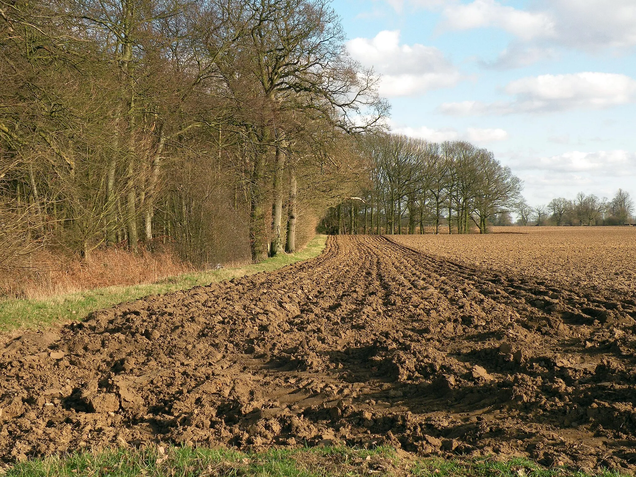 Photo showing: A ploughed field by Rushbrooke Wood