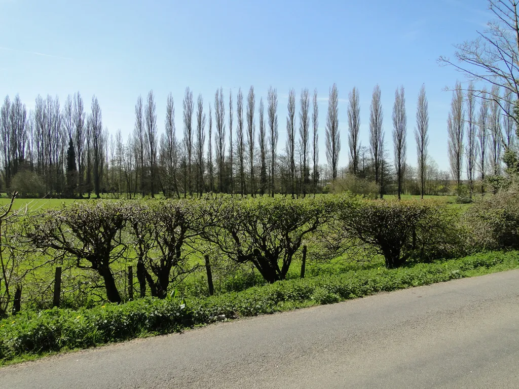 Photo showing: A row of poplar trees on the edge of a reservoir