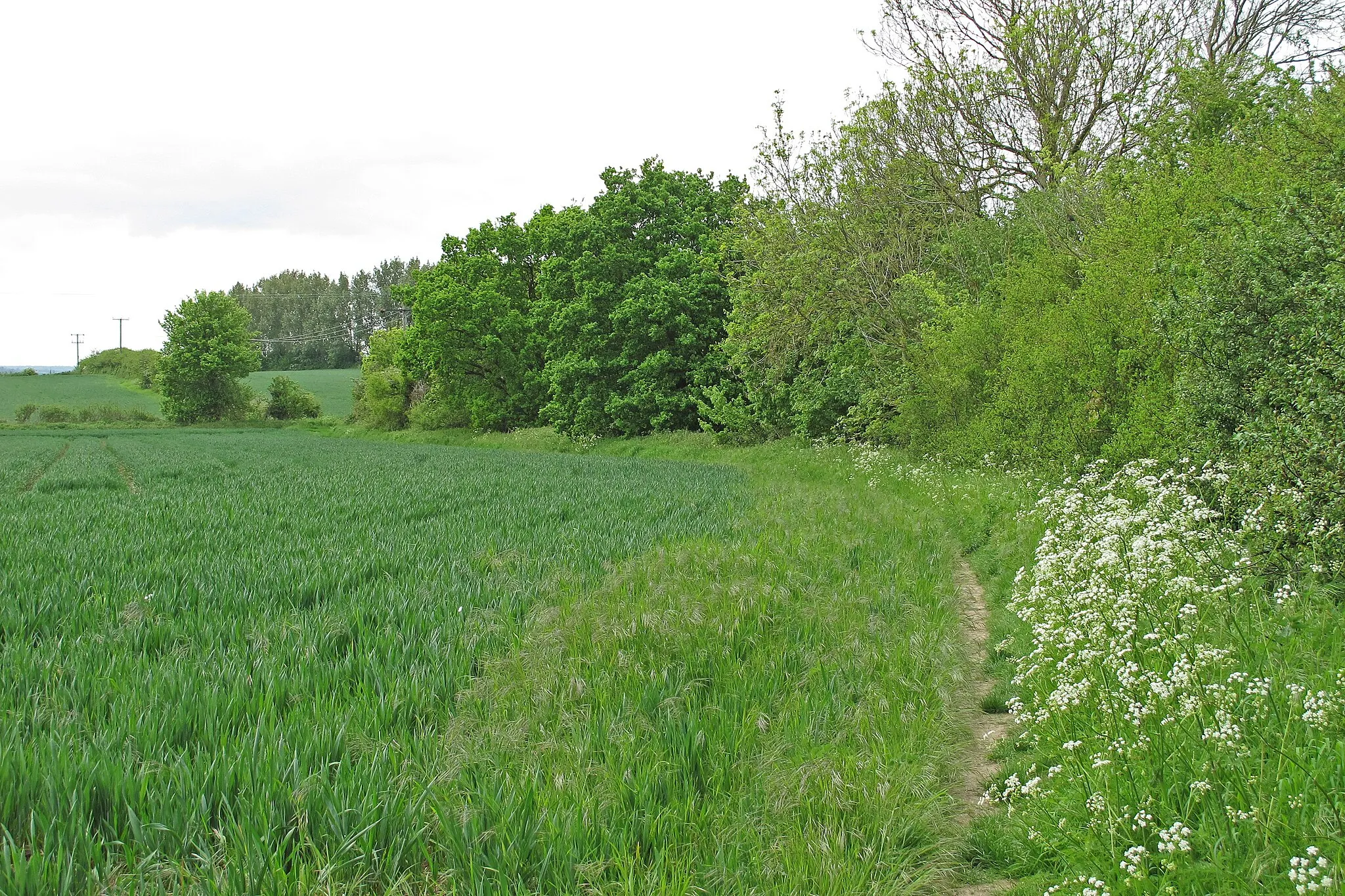 Photo showing: Footpath on arable field margin, Little Cornard