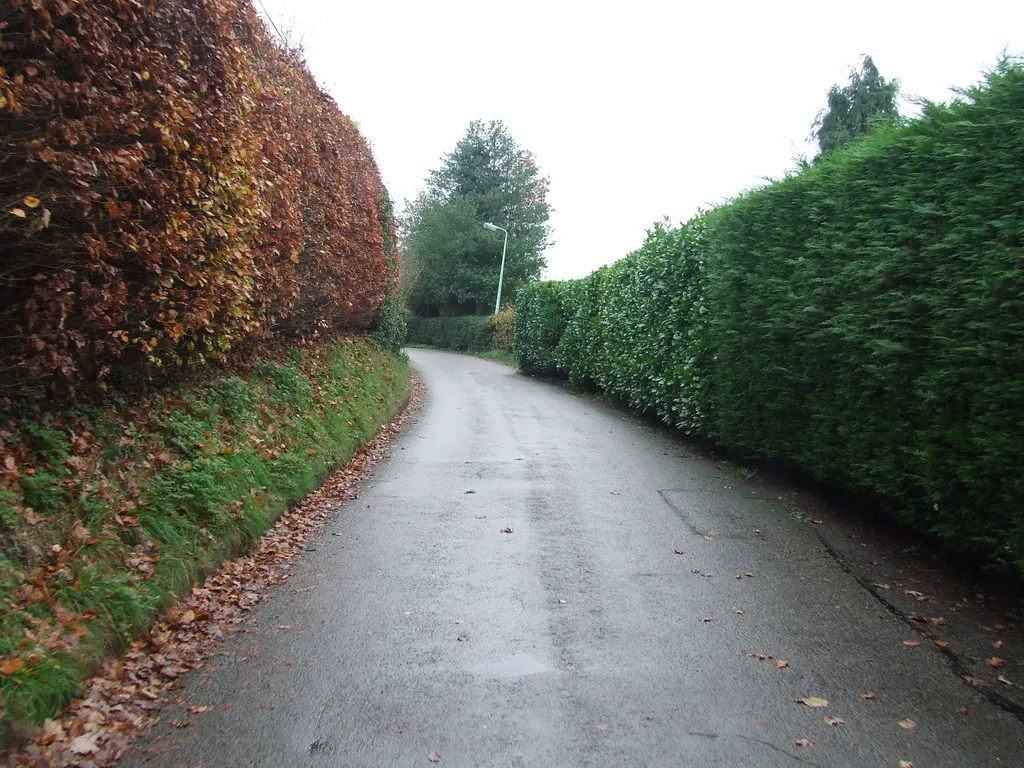 Photo showing: High Hedges