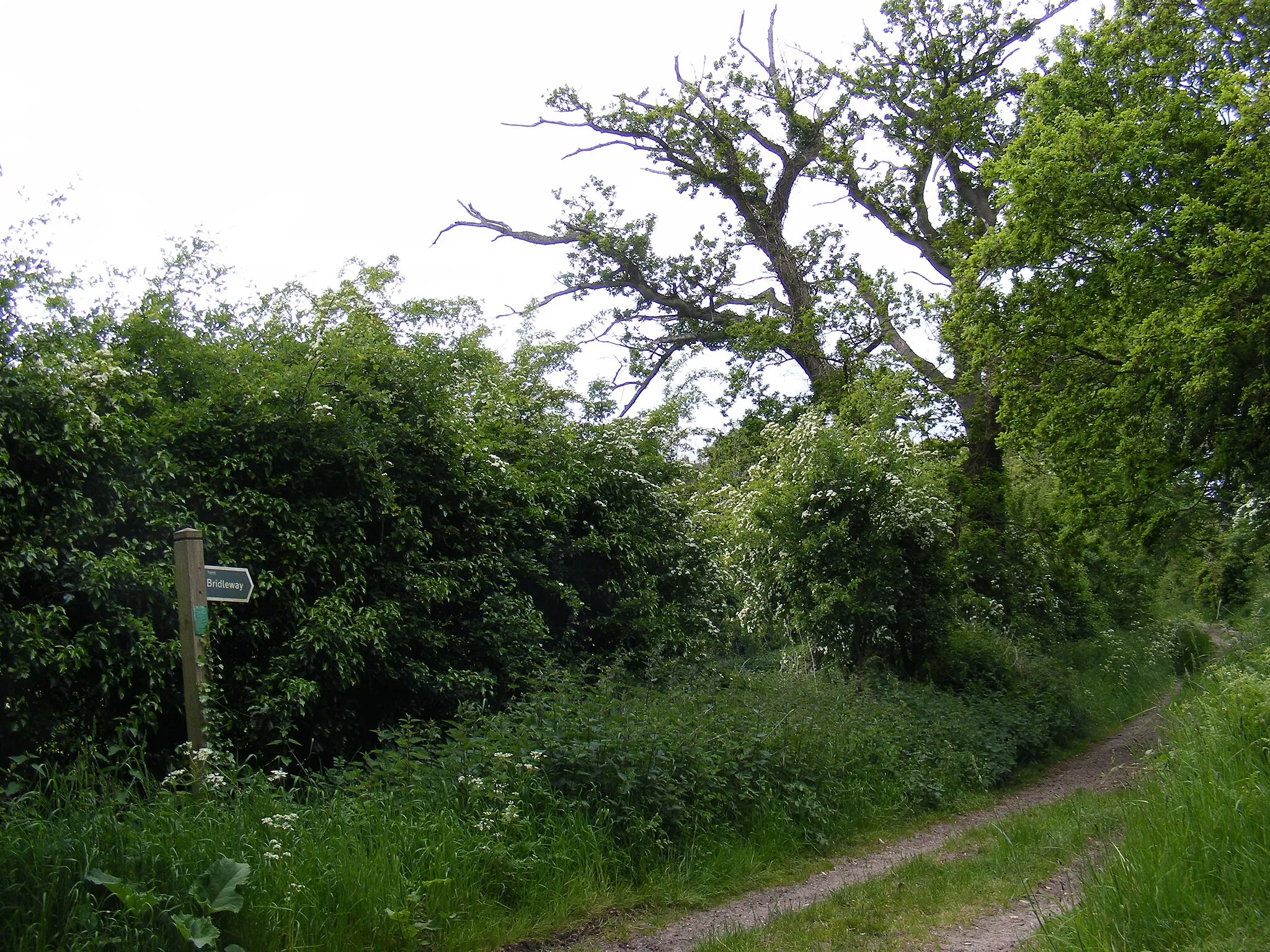 Photo showing: Bridleway to Jay's Hill Road