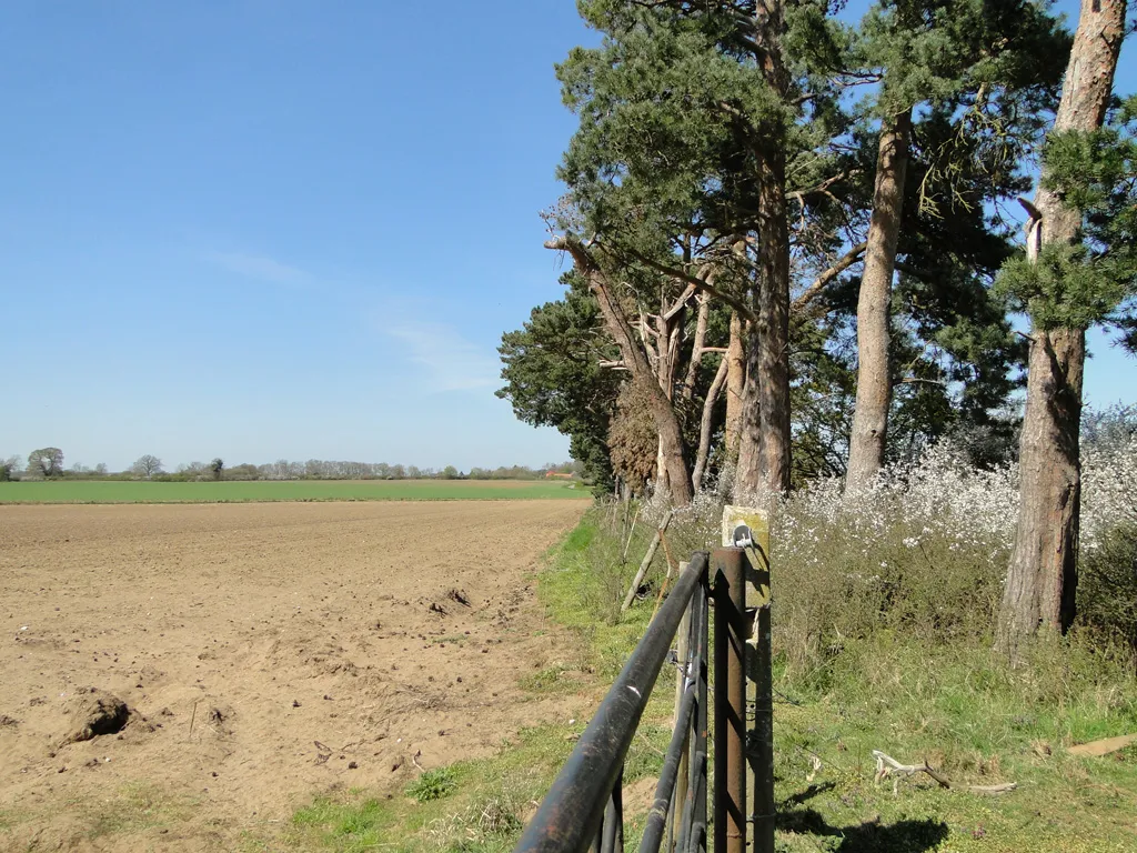 Photo showing: A strip of pines twixt road and field