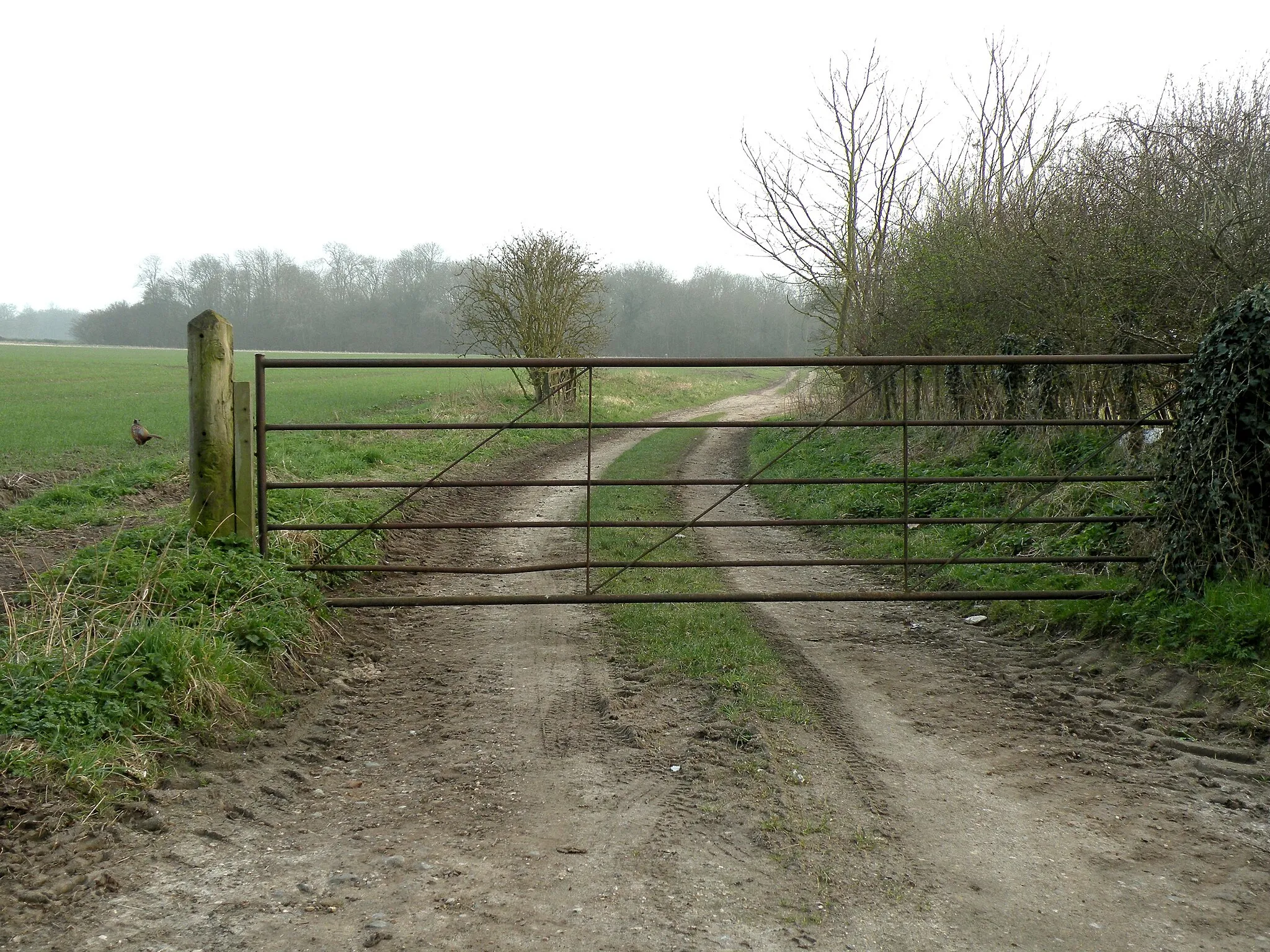 Photo showing: A farm track by Street Farm